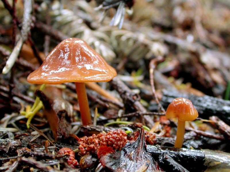 Phaeocollybia phaeogaleroides